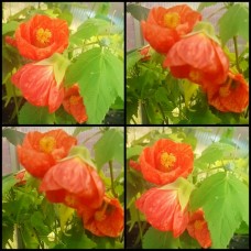 Chinese Lantern Orange x 1 Plants Flowering Maple Cottage Garden Deciduous Shrubs/small trees Flowers Abutilon hybridum